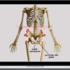 Postural Restoration Institute – Pelvis Restoration 2017